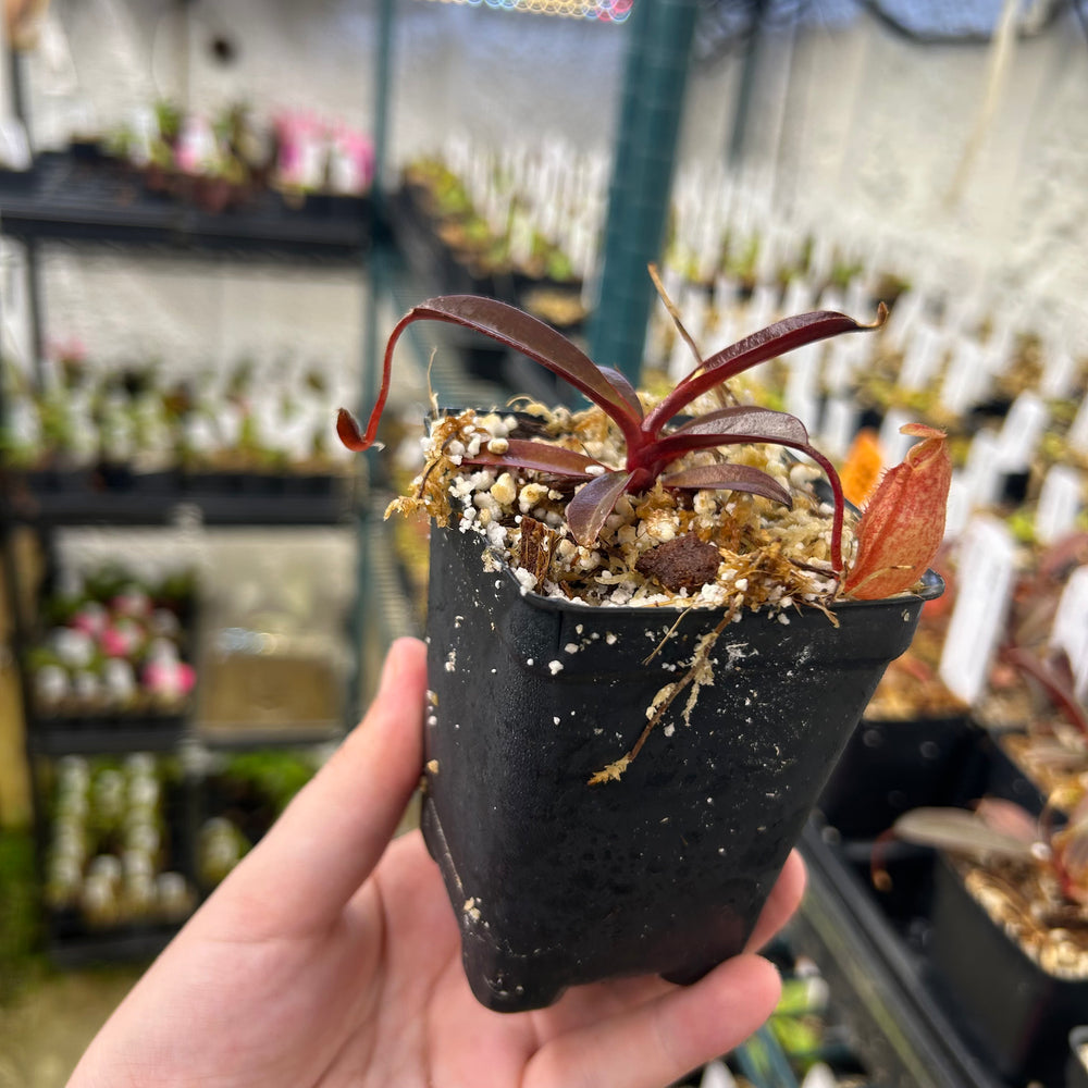 
                      
                        Nepenthes peltata x aristolochioides, BE-4633
                      
                    