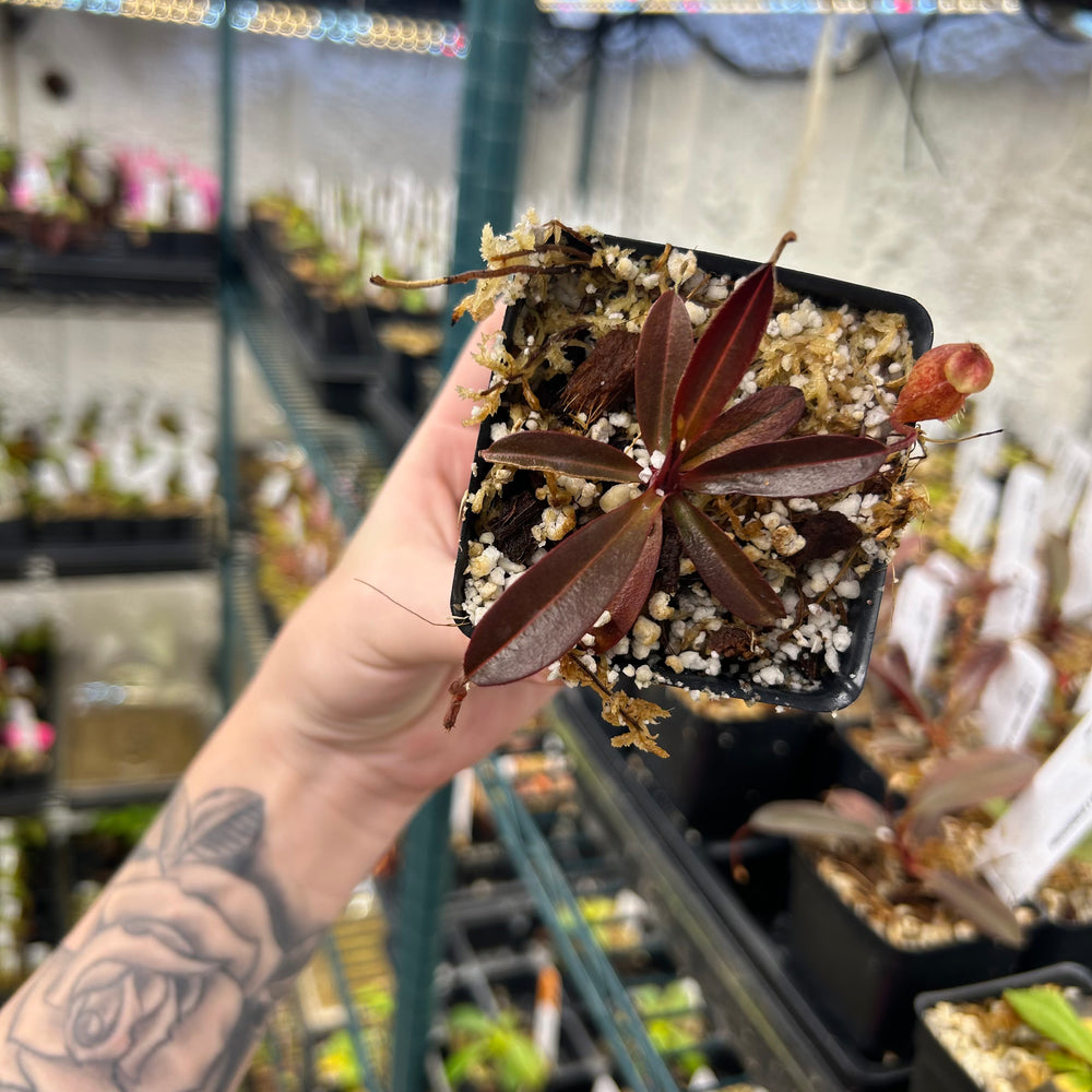 
                      
                        Nepenthes peltata x aristolochioides, BE-4633
                      
                    