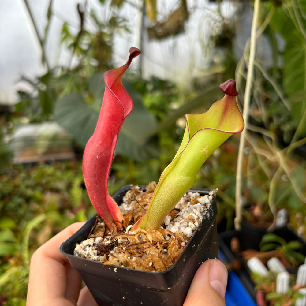 
                      
                        Heliamphora nutans (Giant Form) x nutans (Giant Form)
                      
                    