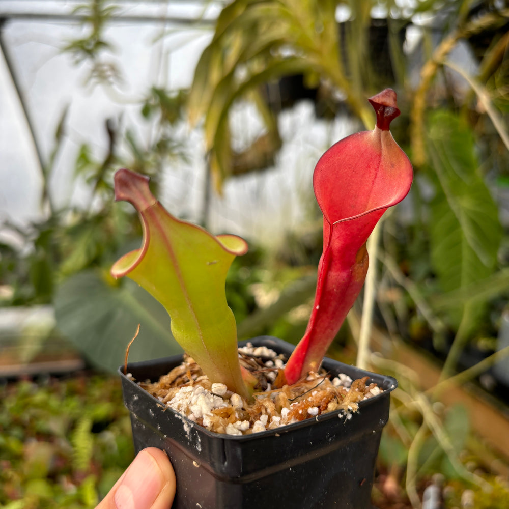 
                      
                        Heliamphora nutans (Giant Form) x nutans (Giant Form)
                      
                    