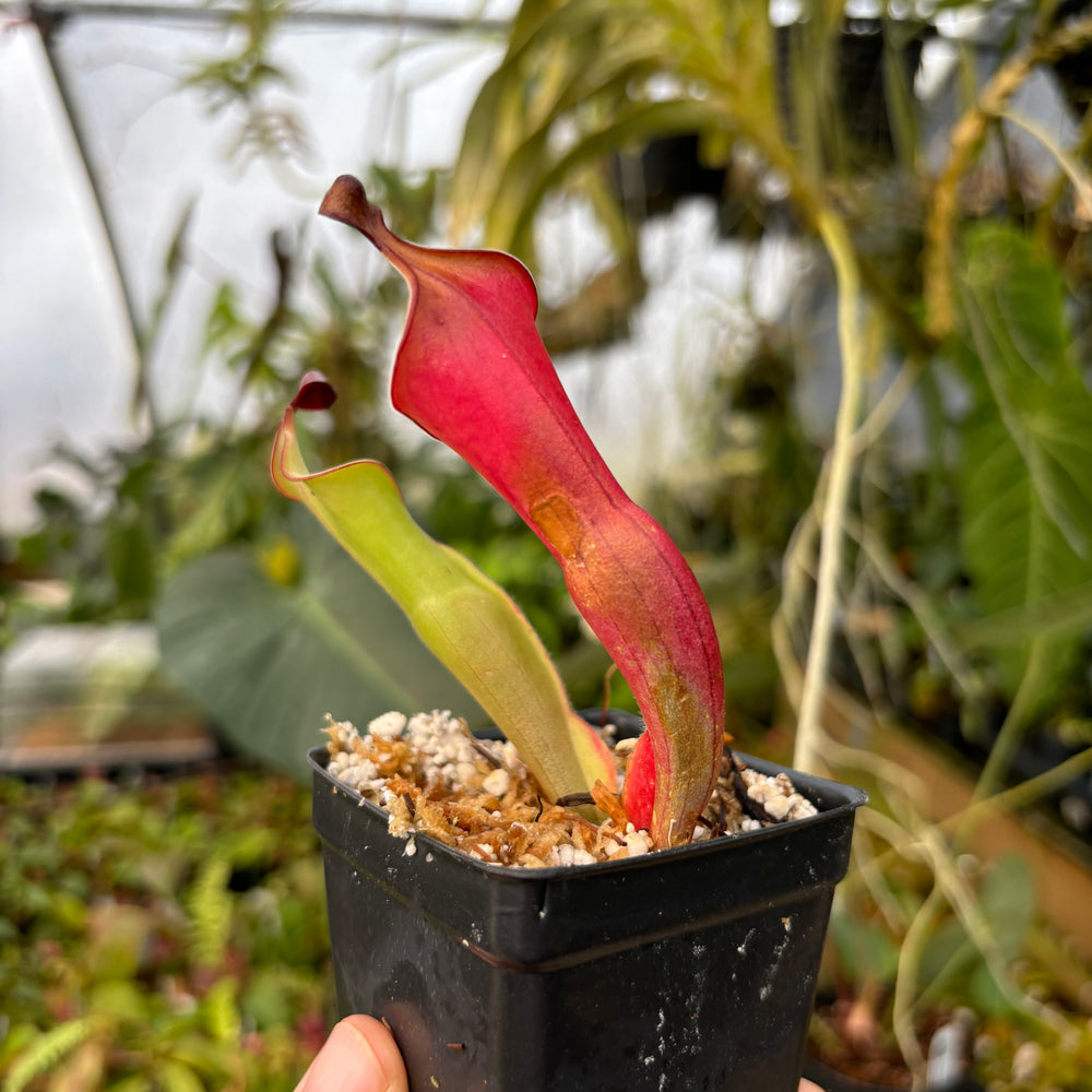 
                      
                        Heliamphora nutans (Giant Form) x nutans (Giant Form)
                      
                    