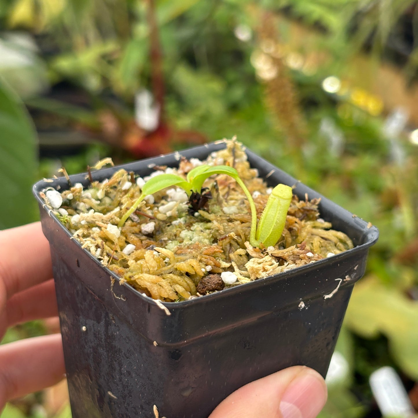 [A523] Nepenthes villosa (Mt. Kinabalu, Borneo) - Clone: JG01