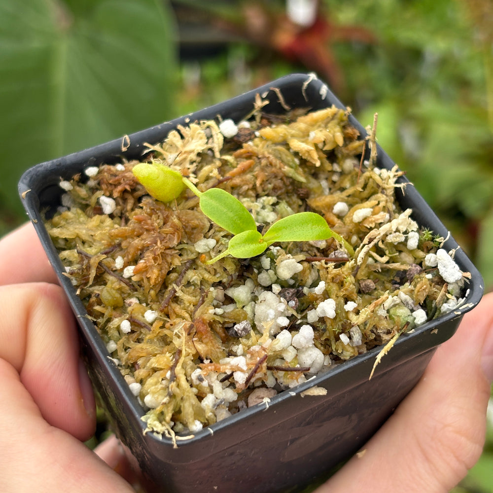 
                      
                        [A523] Nepenthes villosa (Mt. Kinabalu, Borneo) - Clone: JG01
                      
                    