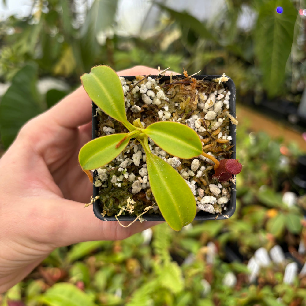 [A524] Nepenthes lowii x Trusmadiensis (G. Trusmadi, Borneo)