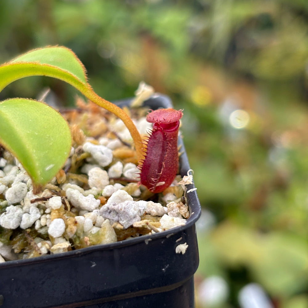 [A524] Nepenthes lowii x Trusmadiensis (G. Trusmadi, Borneo)