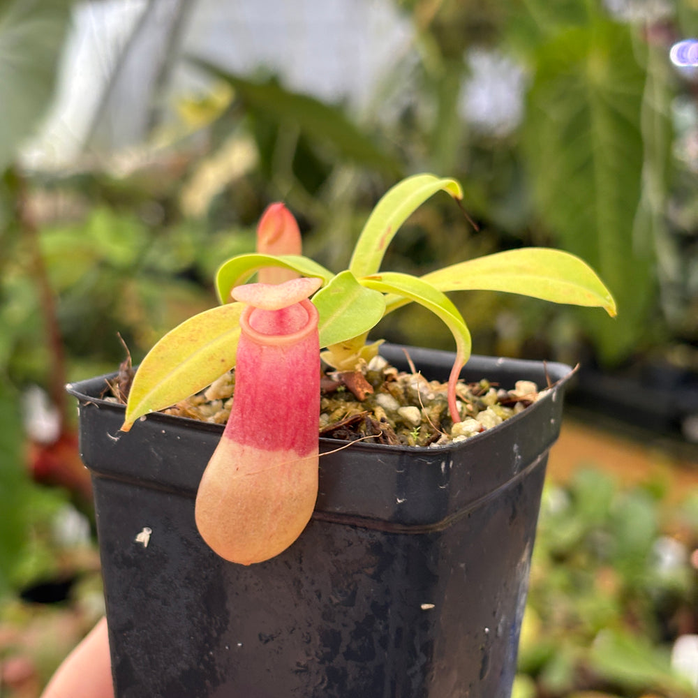 [A529] Nepenthes ventricosa Porcelain / Alba Clone:01