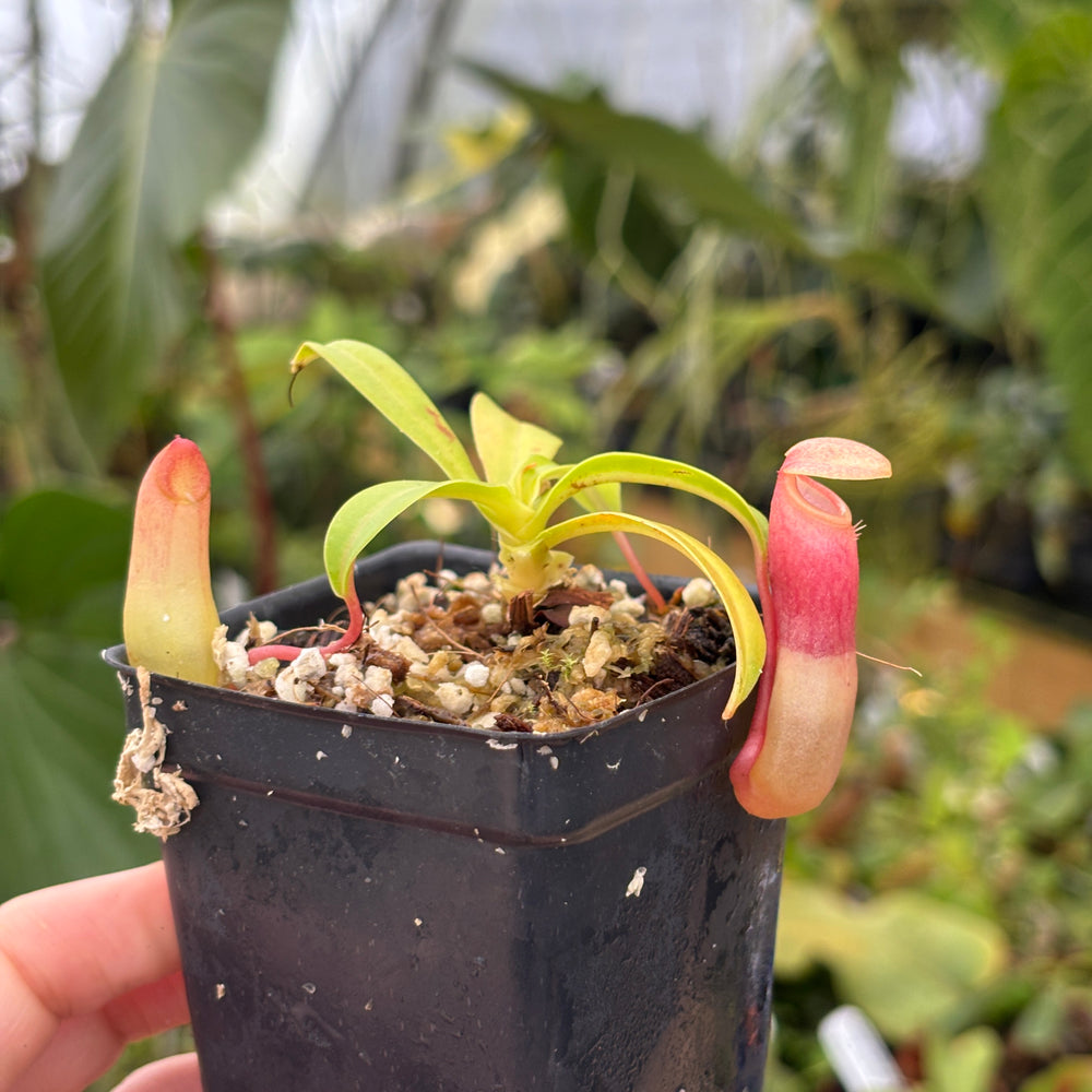 [A529] Nepenthes ventricosa Porcelain / Alba Clone:01