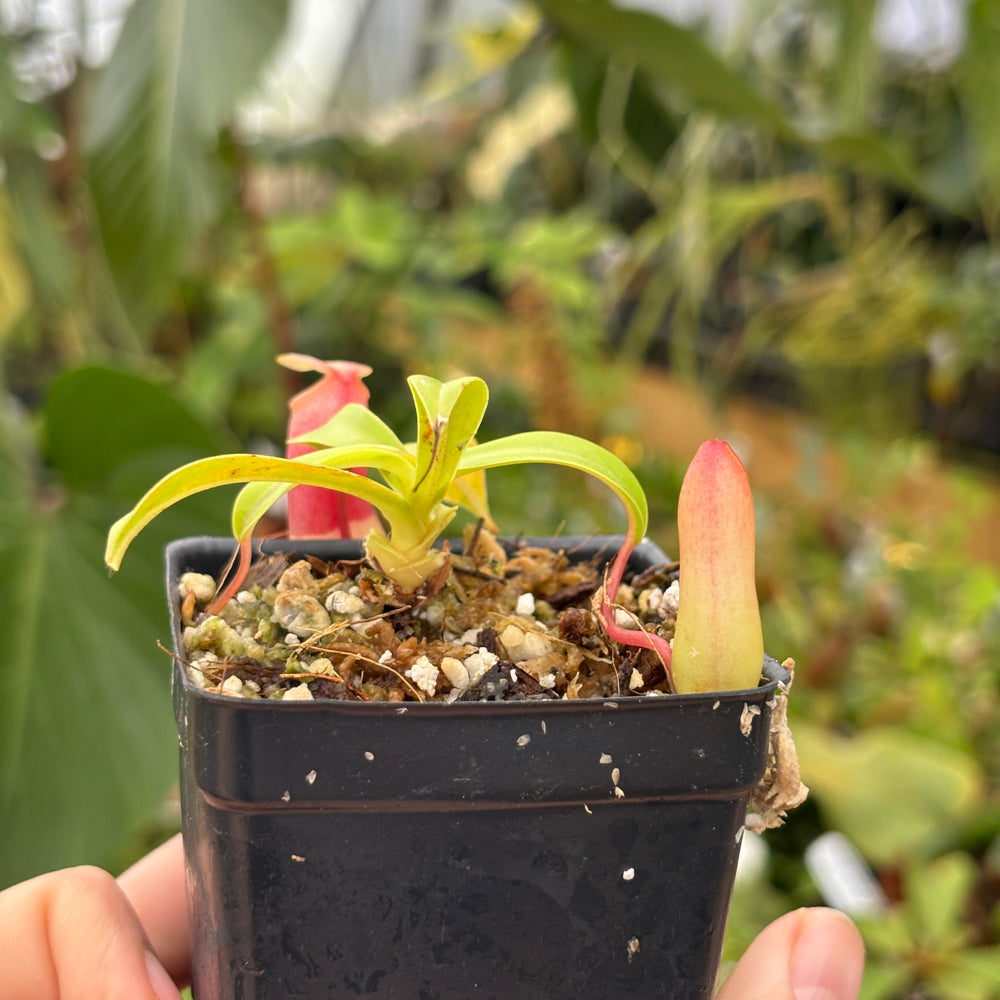 
                      
                        [A529] Nepenthes ventricosa Porcelain / Alba Clone:01
                      
                    