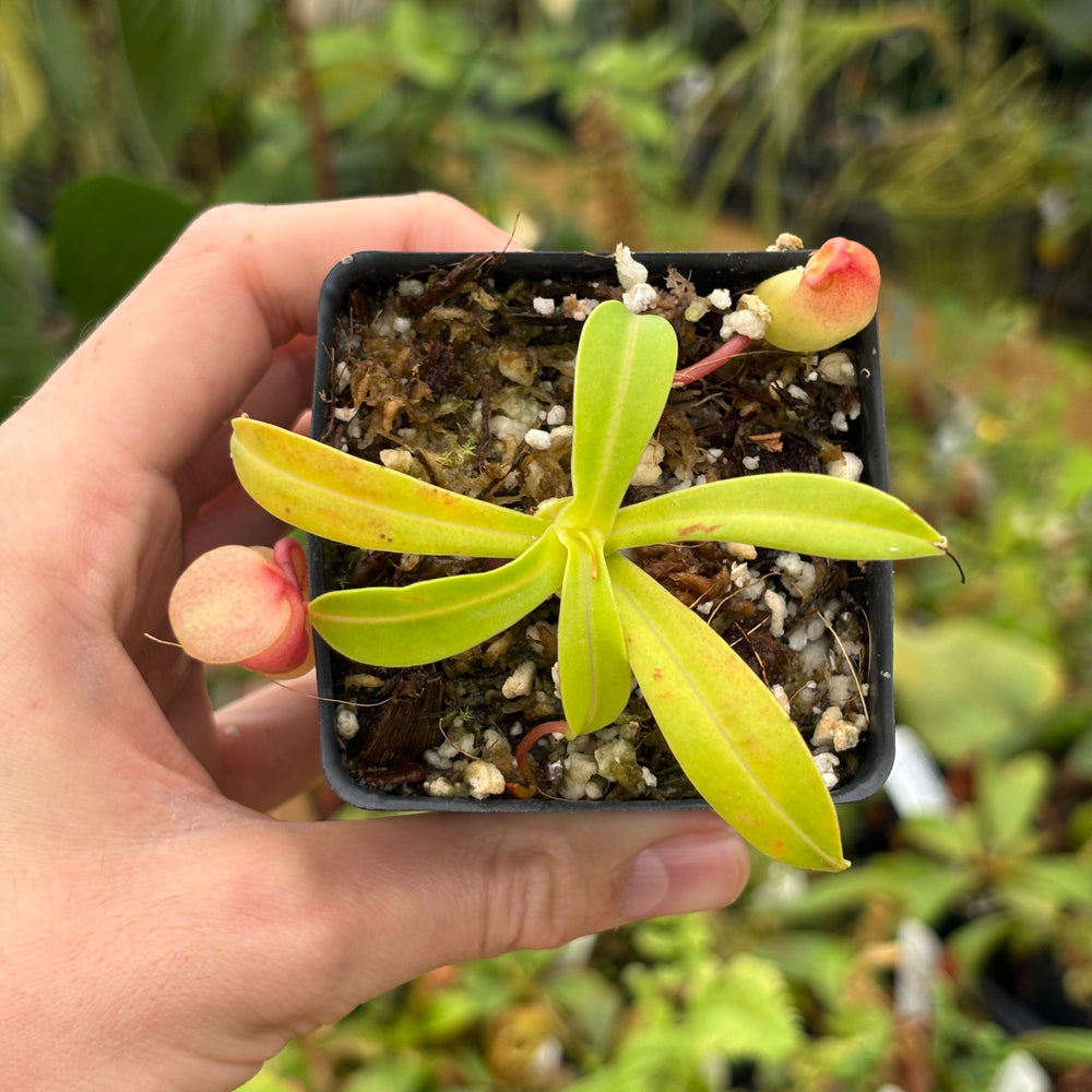 
                      
                        [A529] Nepenthes ventricosa Porcelain / Alba Clone:01
                      
                    