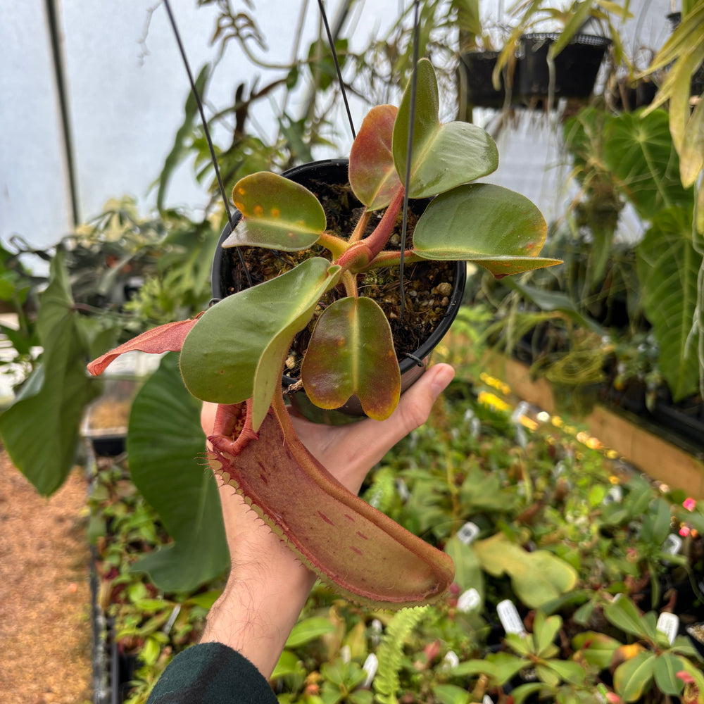 
                      
                        [A530] Nepenthes truncata, Highland Reddish Leaves (XL)
                      
                    