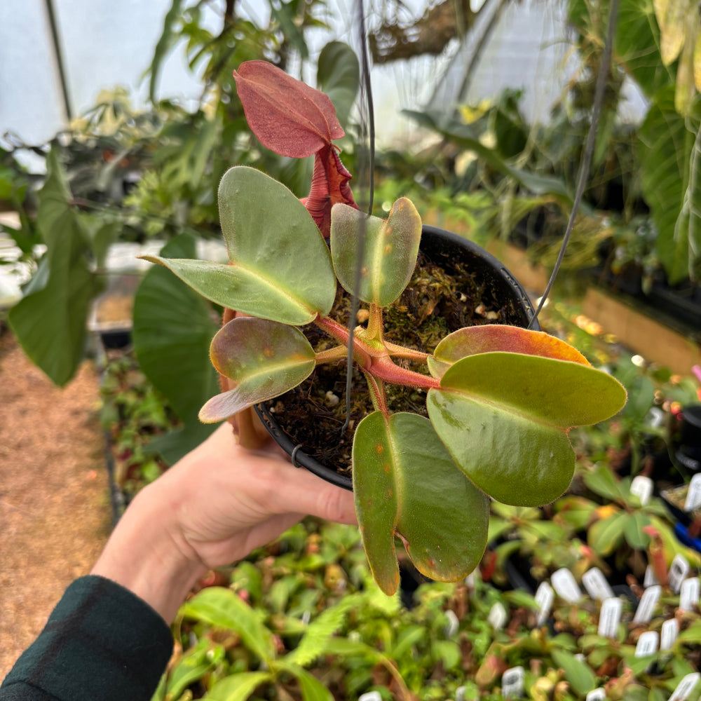 
                      
                        [A530] Nepenthes truncata, Highland Reddish Leaves (XL)
                      
                    