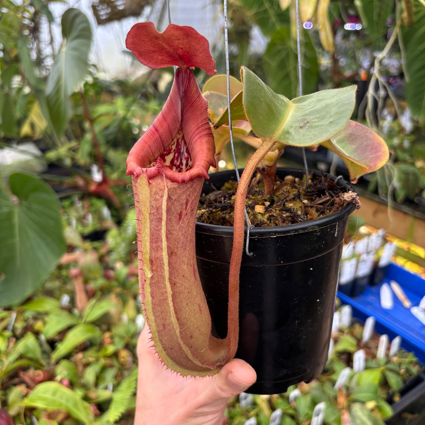 [A530] Nepenthes truncata, Highland Reddish Leaves (XL)