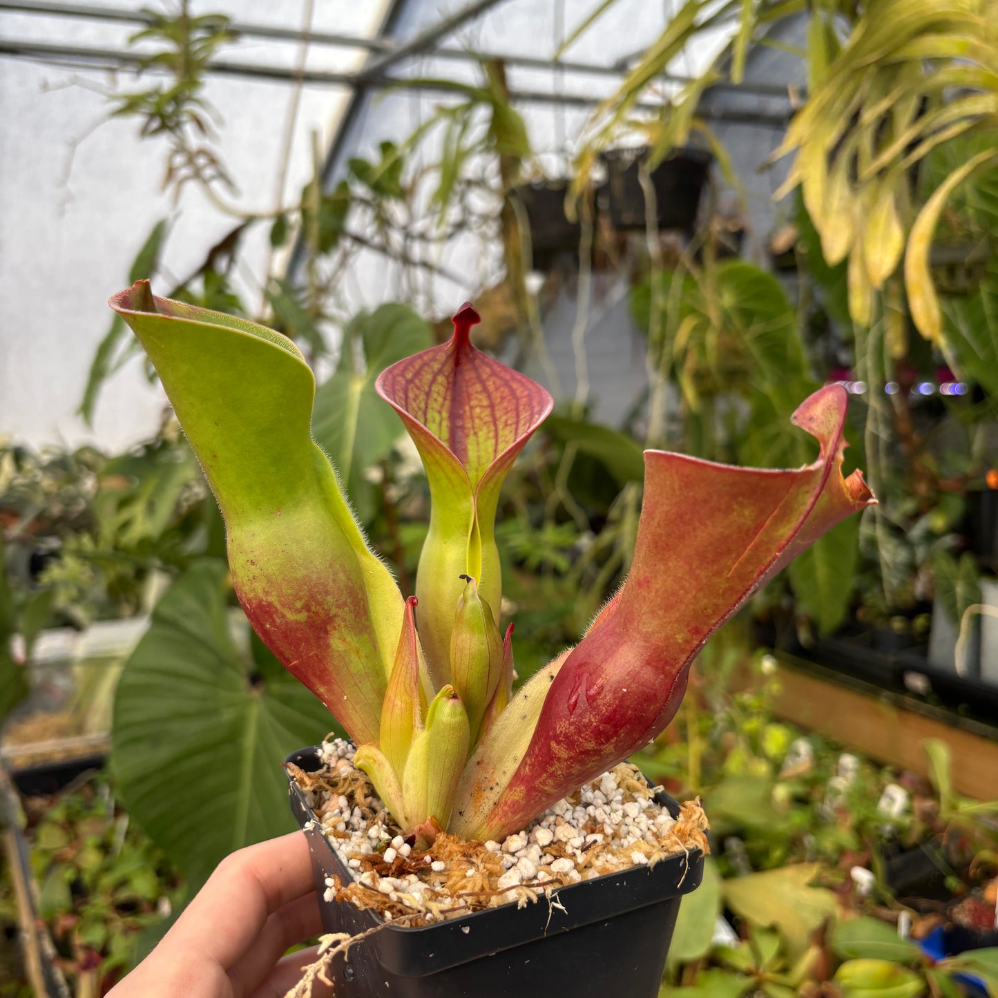 [A531] Heliamphora minor var. pilosa x macdonaldae - Clone: 03