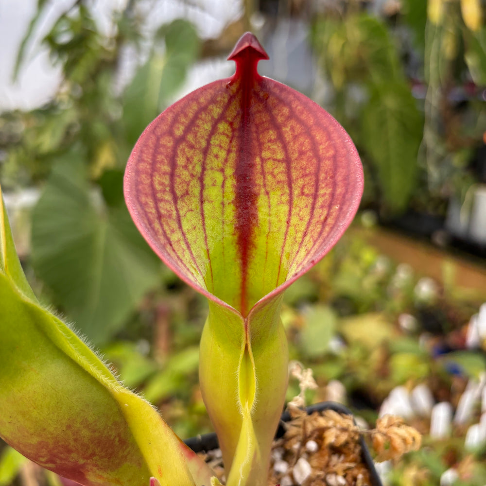 [A531] Heliamphora minor var. pilosa x macdonaldae - Clone: 03