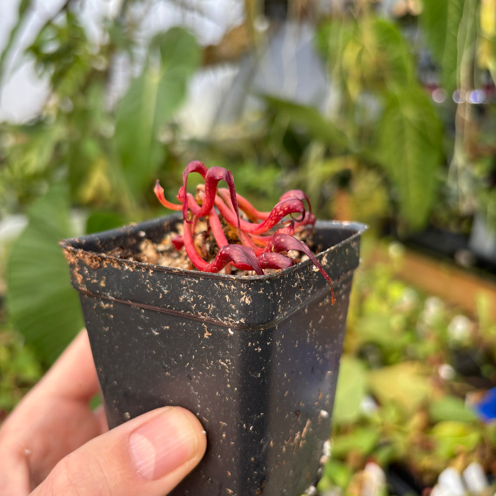 [A532] Darlingtonia californica, California Pitcher Plant, Cobra Lily