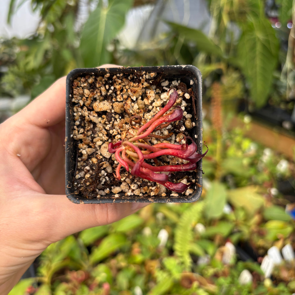 
                      
                        [A532] Darlingtonia californica, California Pitcher Plant, Cobra Lily
                      
                    