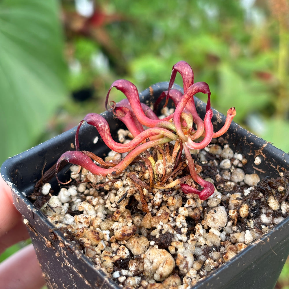 
                      
                        [A532] Darlingtonia californica, California Pitcher Plant, Cobra Lily
                      
                    