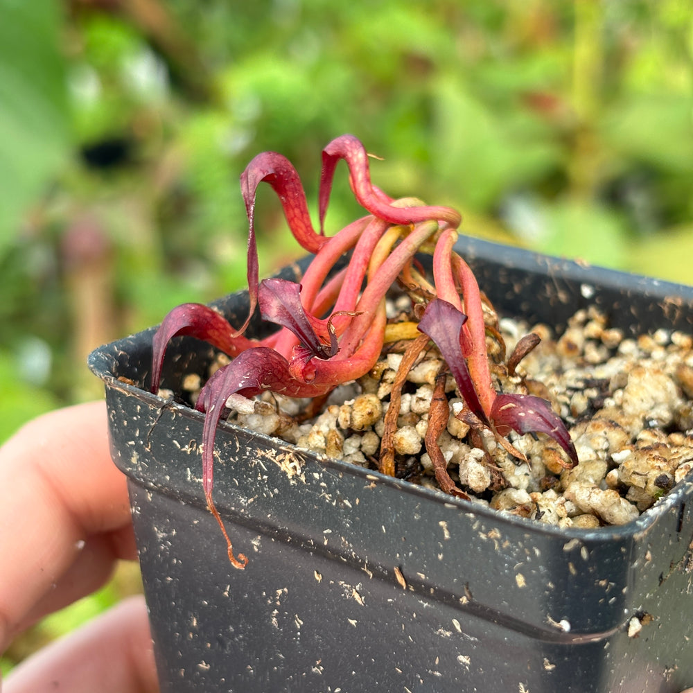 [A532] Darlingtonia californica, California Pitcher Plant, Cobra Lily