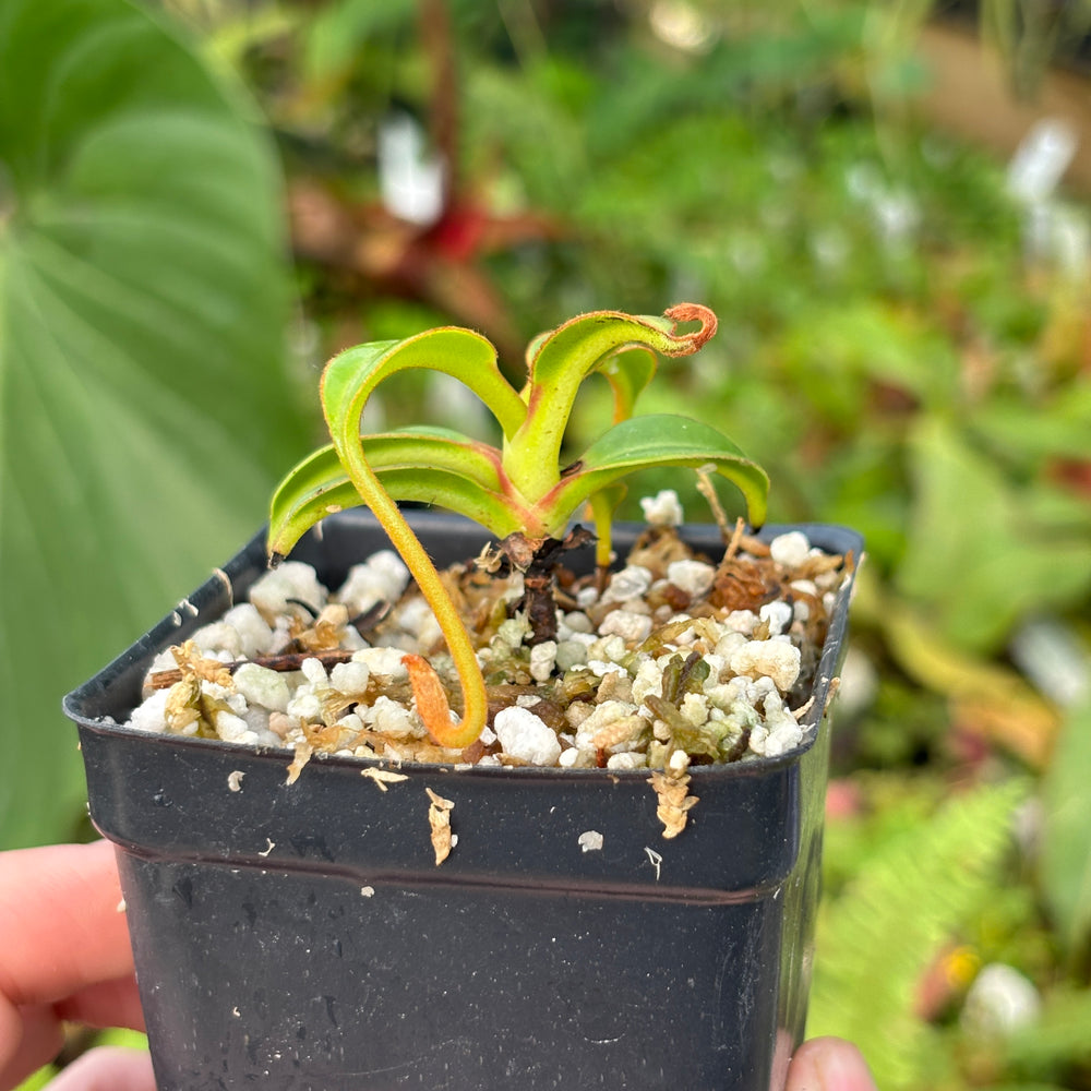 
                      
                        [A534] Nepenthes edwardsiana (Tambuyukon) Clone: 03
                      
                    