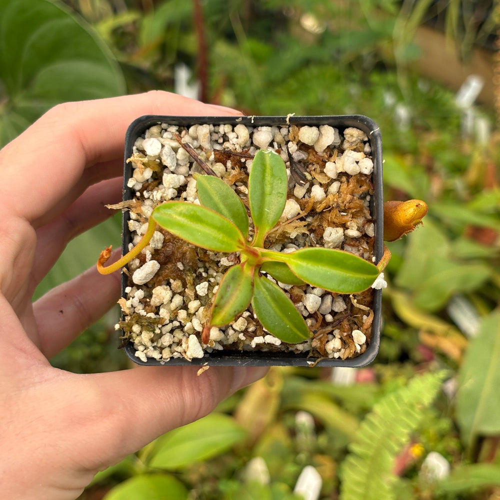 
                      
                        [A534] Nepenthes edwardsiana (Tambuyukon) Clone: 03
                      
                    