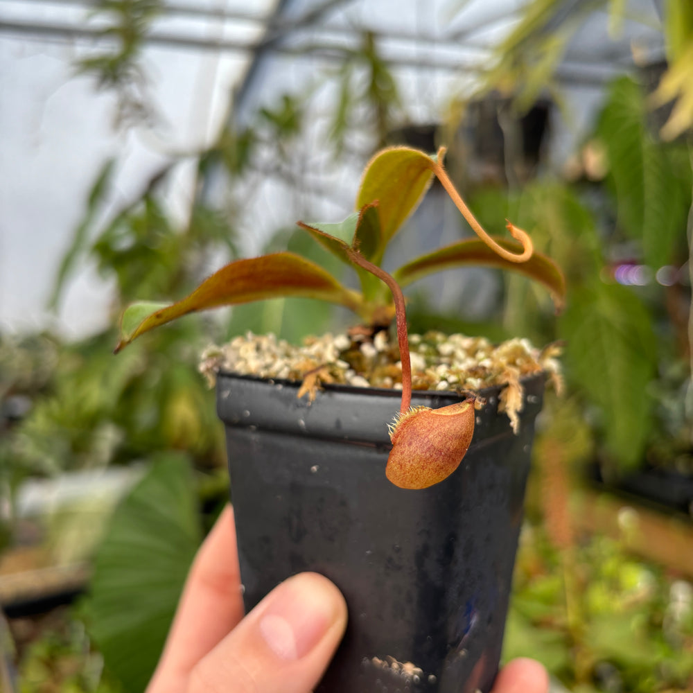 [A535] Nepenthes attenboroughii (Mt. Victoria, Palawan) Clone: 513