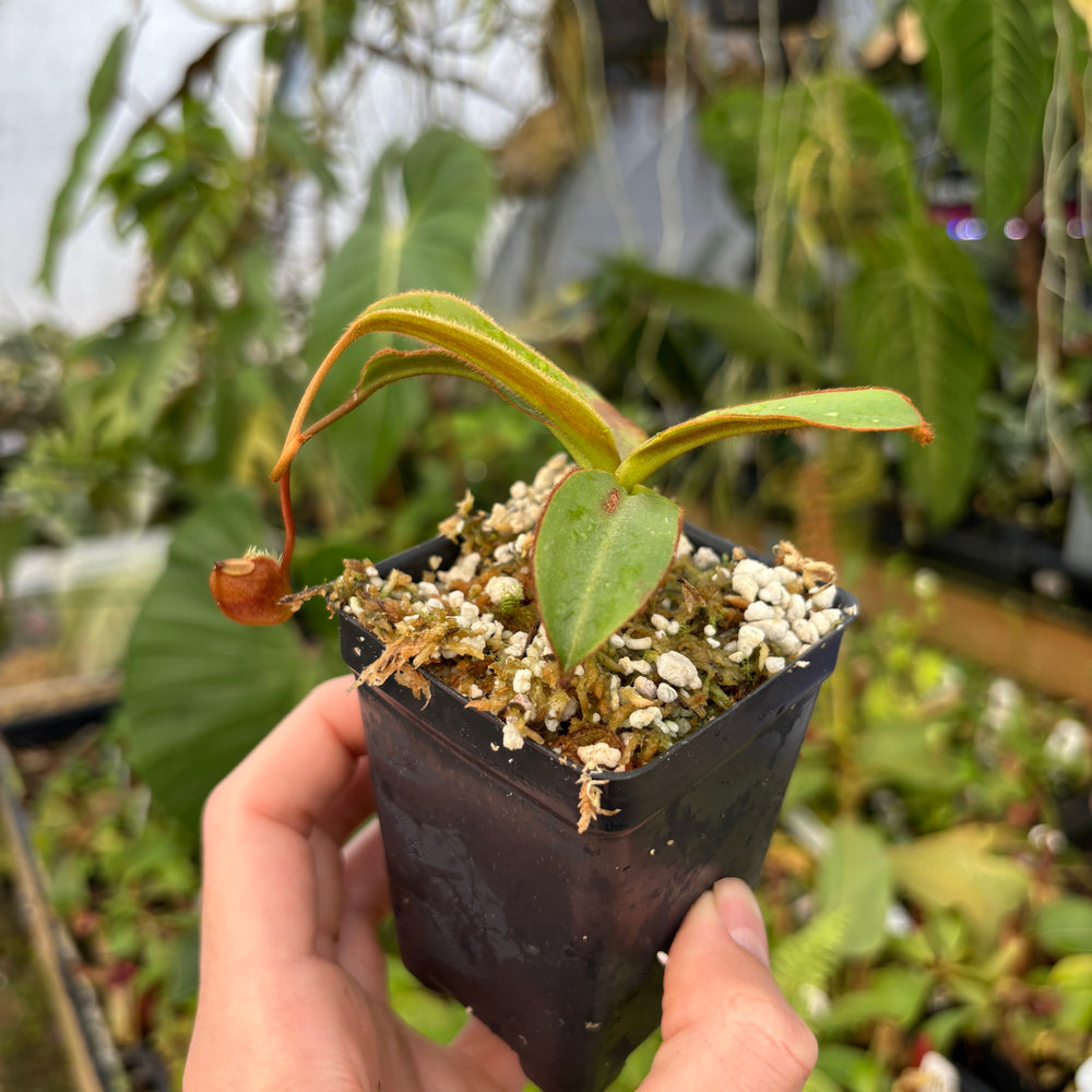 
                      
                        [A535] Nepenthes attenboroughii (Mt. Victoria, Palawan) Clone: 513
                      
                    