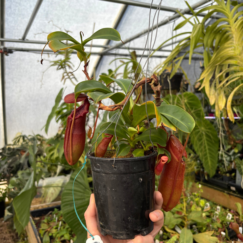 
                      
                        [A536] Nepenthes adrianii x [lowii x (northiana x veitchii)], CAR-0002 (XL)
                      
                    