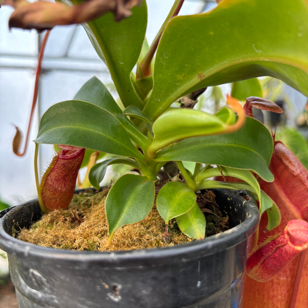 
                      
                        [A536] Nepenthes adrianii x [lowii x (northiana x veitchii)], CAR-0002 (XL)
                      
                    