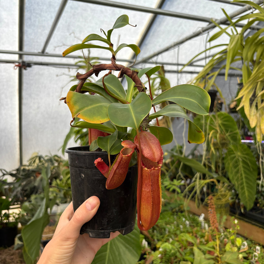 
                      
                        [A536] Nepenthes adrianii x [lowii x (northiana x veitchii)], CAR-0002 (XL)
                      
                    