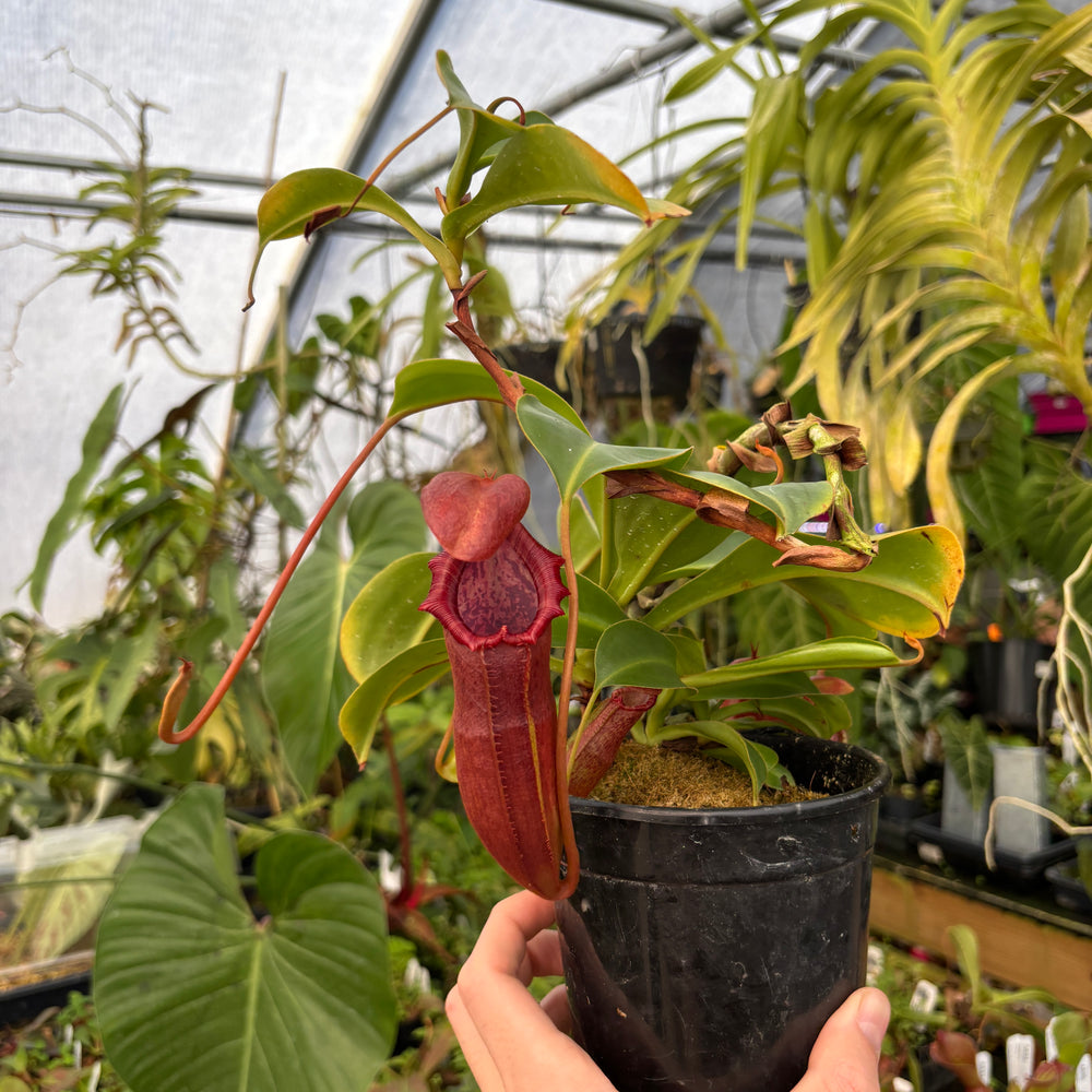 
                      
                        [A536] Nepenthes adrianii x [lowii x (northiana x veitchii)], CAR-0002 (XL)
                      
                    