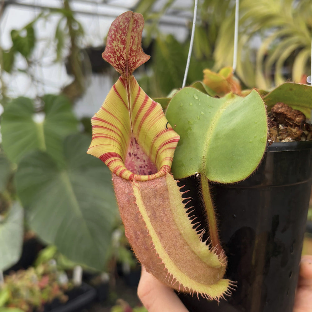 [A551] Nepenthes veitchii ((k) x Pink Candy Cane), CAR-0253 (XL)