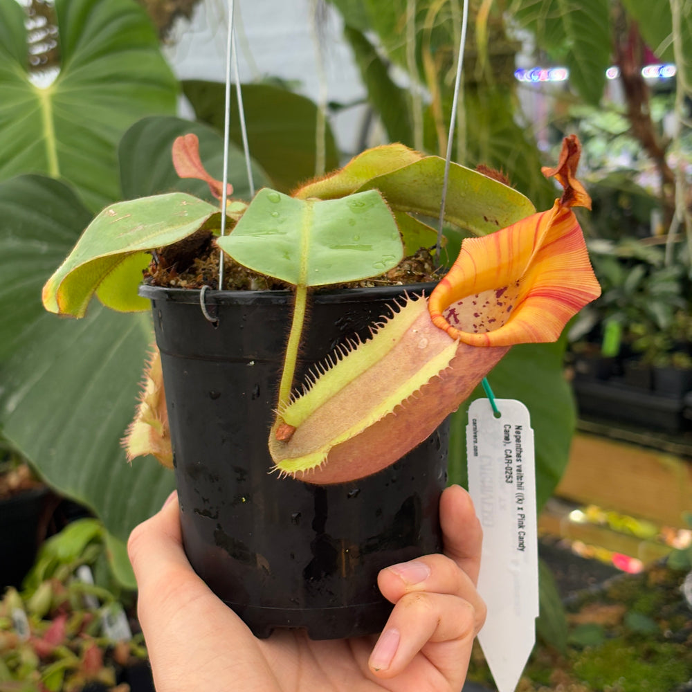 
                      
                        [A551] Nepenthes veitchii ((k) x Pink Candy Cane), CAR-0253 (XL)
                      
                    