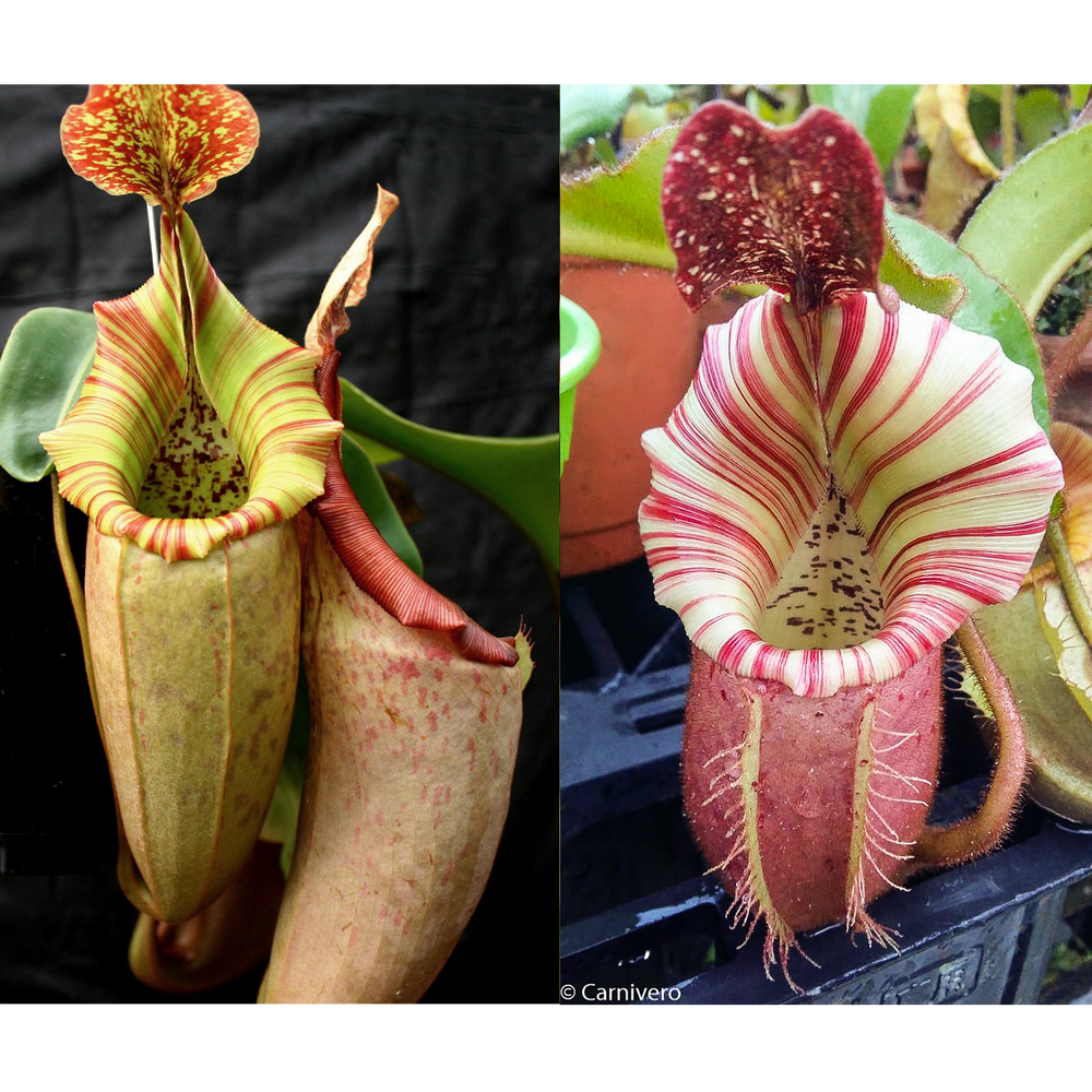 Nepenthes [(maxima x campanulata) x veitchii 