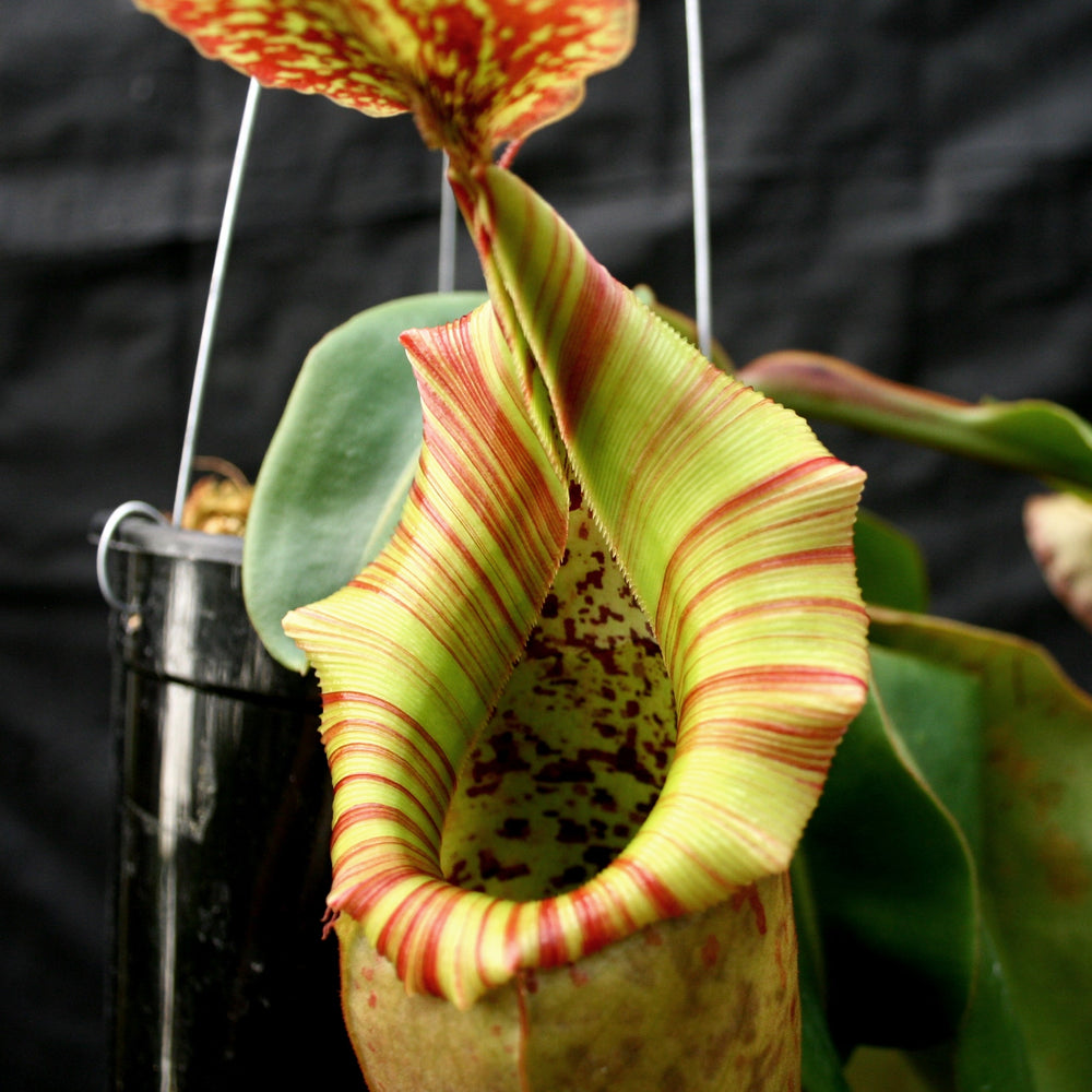 
                      
                        Nepenthes (maxima x campanulata) x veitchii "The Wave", CAR-0070 - Exact Plant 01/26/24
                      
                    