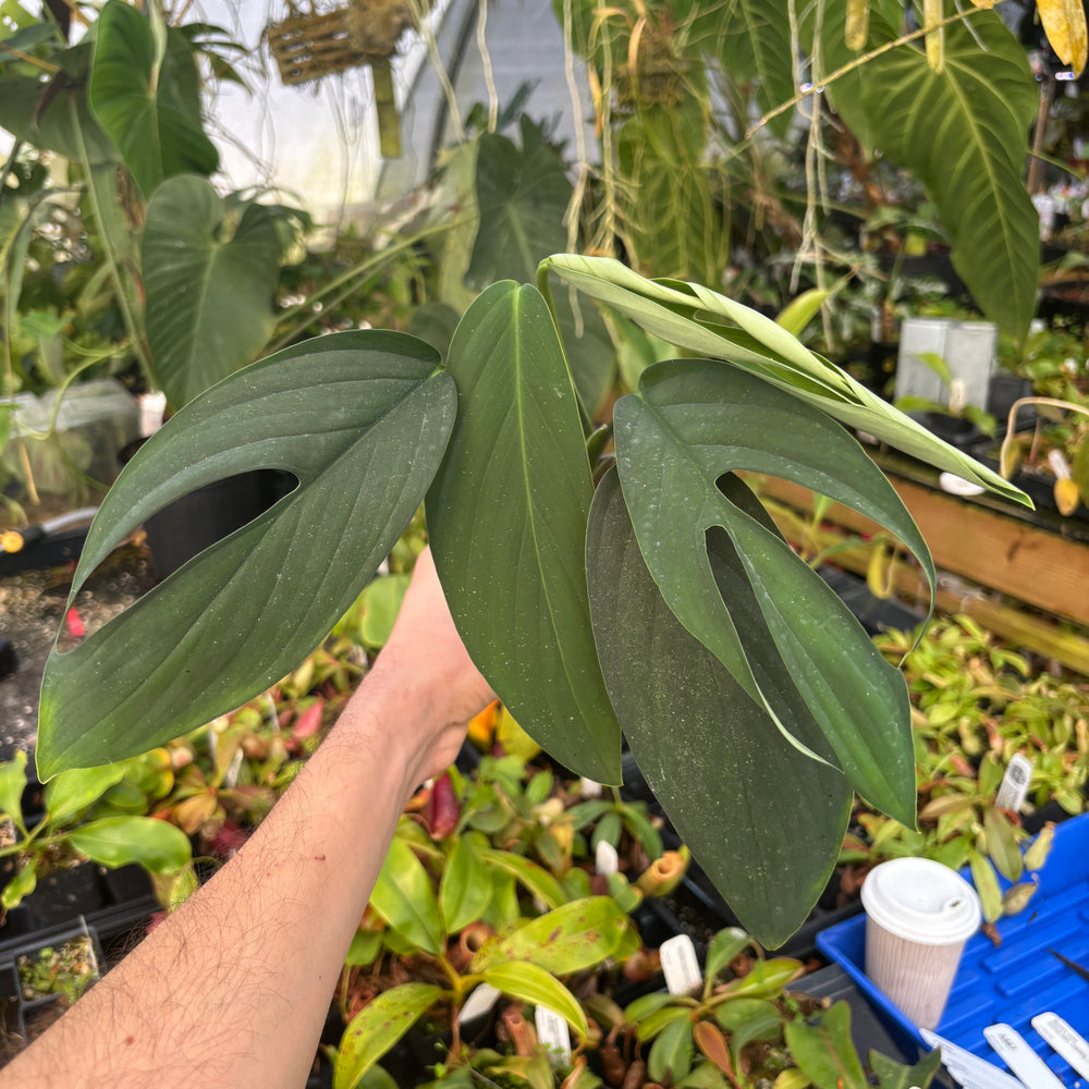 [A567] Monstera croatii