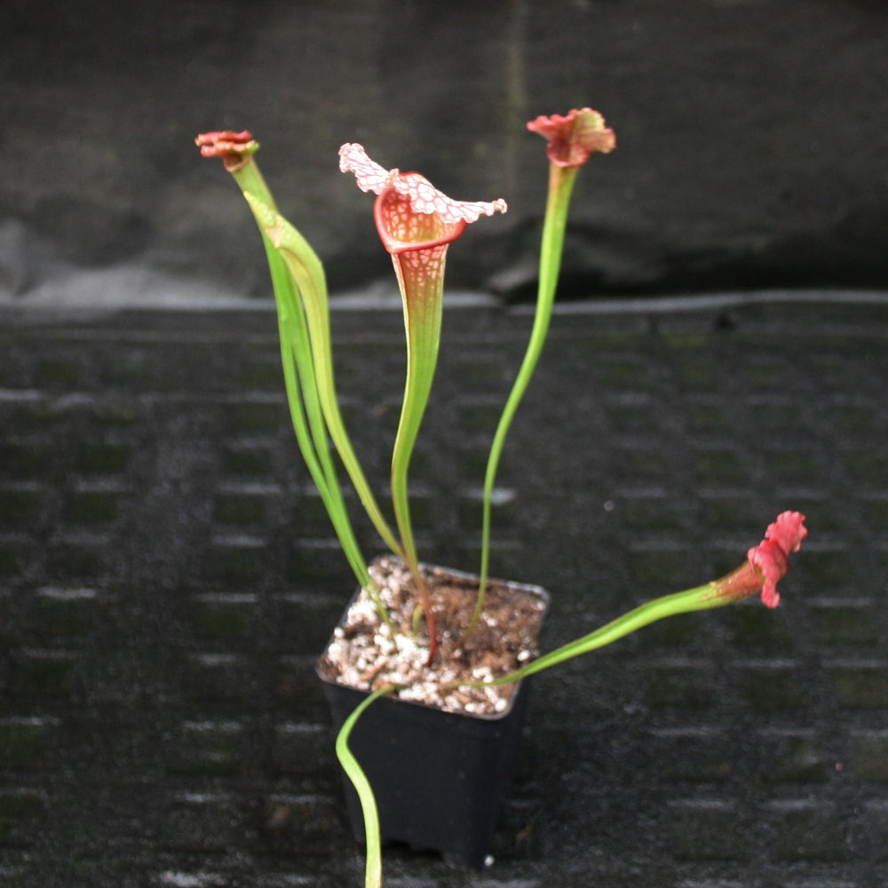 
                      
                        Sarracenia 'Juthatip Soper' Wholesale
                      
                    