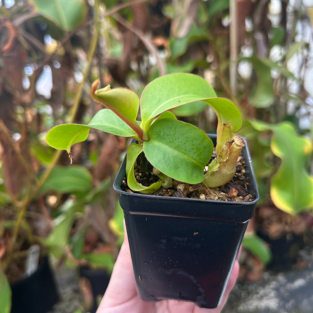 
                      
                        Nepenthes {(Rokko x boschiana) x {[Rokko x (zakriana x spectabilis)] x TM}} x clipeata "Wistuba Clone 3", CAR-0576
                      
                    