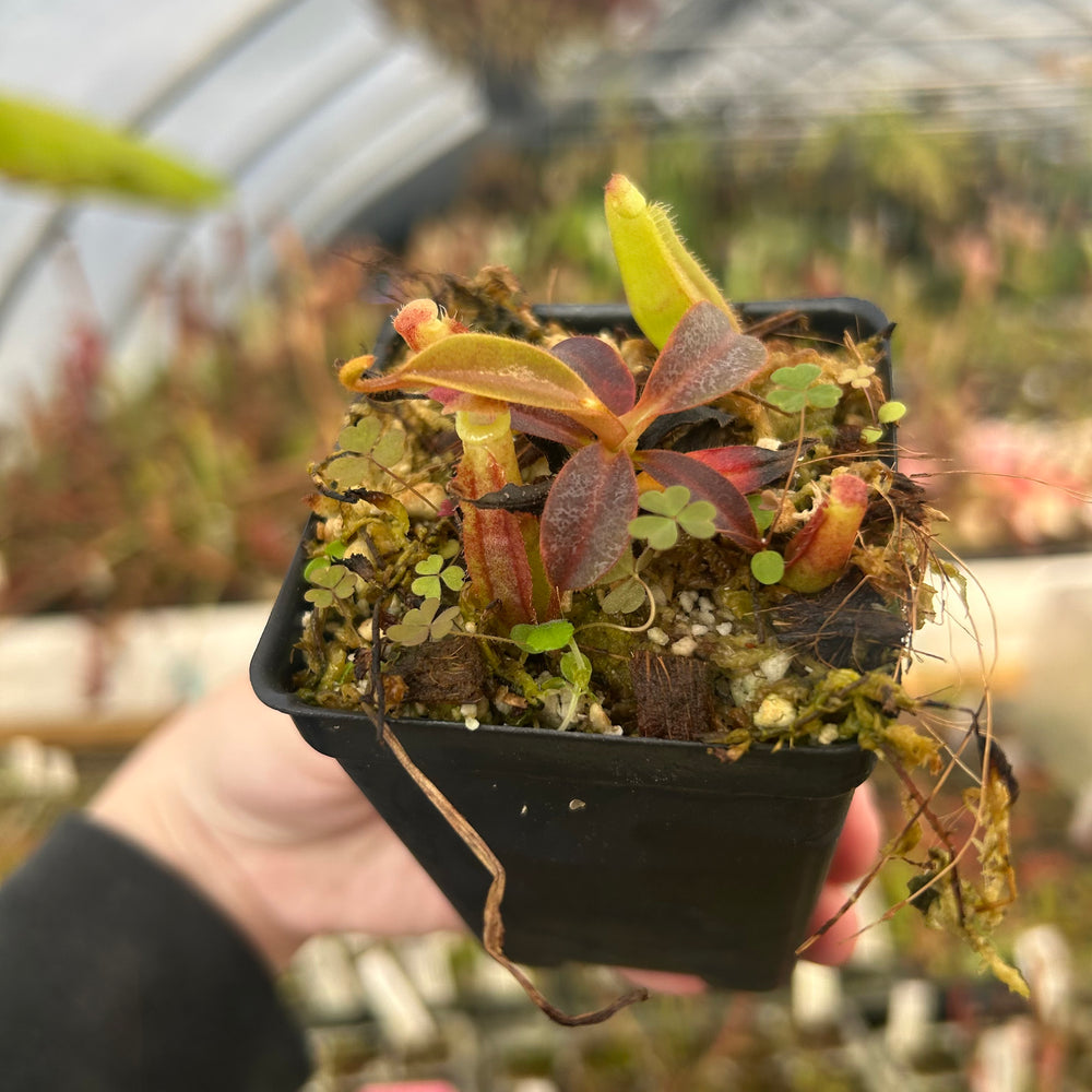 
                      
                        Nepenthes veitchii (Murud x Candy) 'CK Best' x Red Complex, CAR-0537
                      
                    