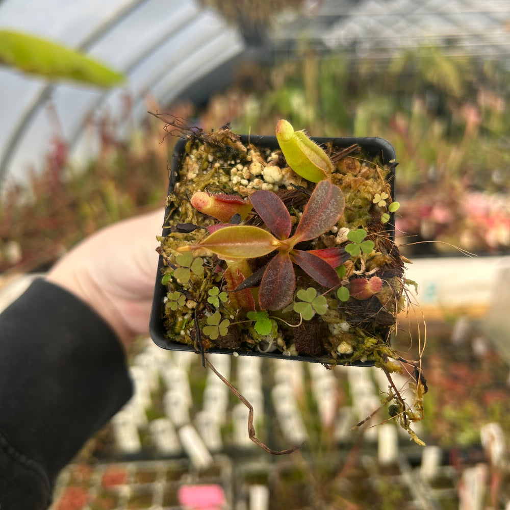 
                      
                        Nepenthes veitchii (Murud x Candy) 'CK Best' x Red Complex, CAR-0537
                      
                    