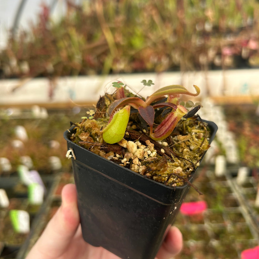 
                      
                        Nepenthes veitchii (Murud x Candy) 'CK Best' x Red Complex, CAR-0537
                      
                    