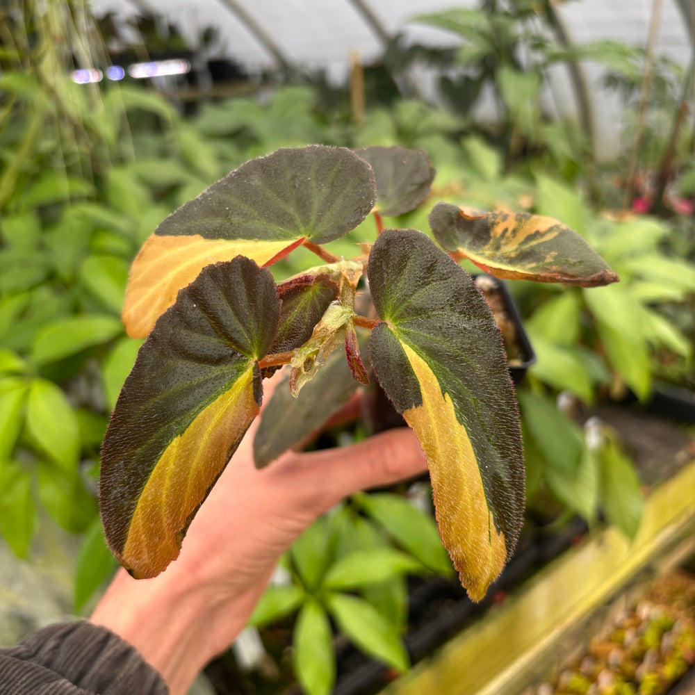 [A602] Begonia 'Withlacoochee' variegated