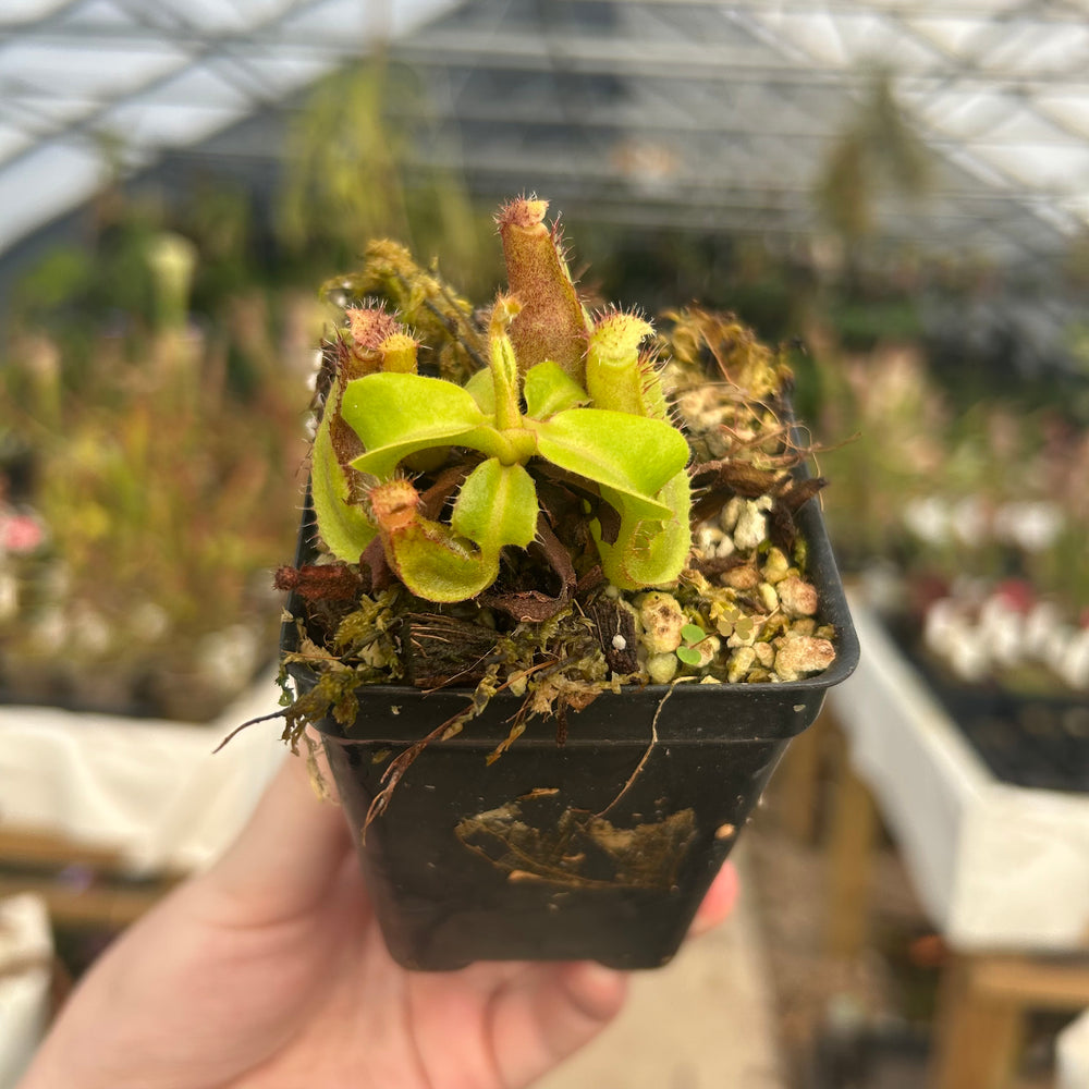 Nepenthes Titanic Tyrant F2, CAR-0591