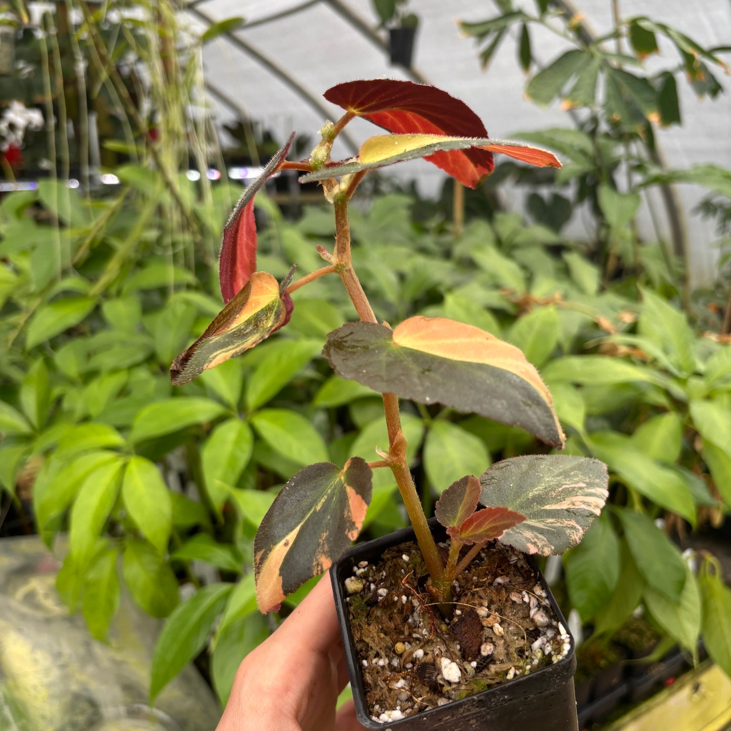 [A602] Begonia 'Withlacoochee' variegated