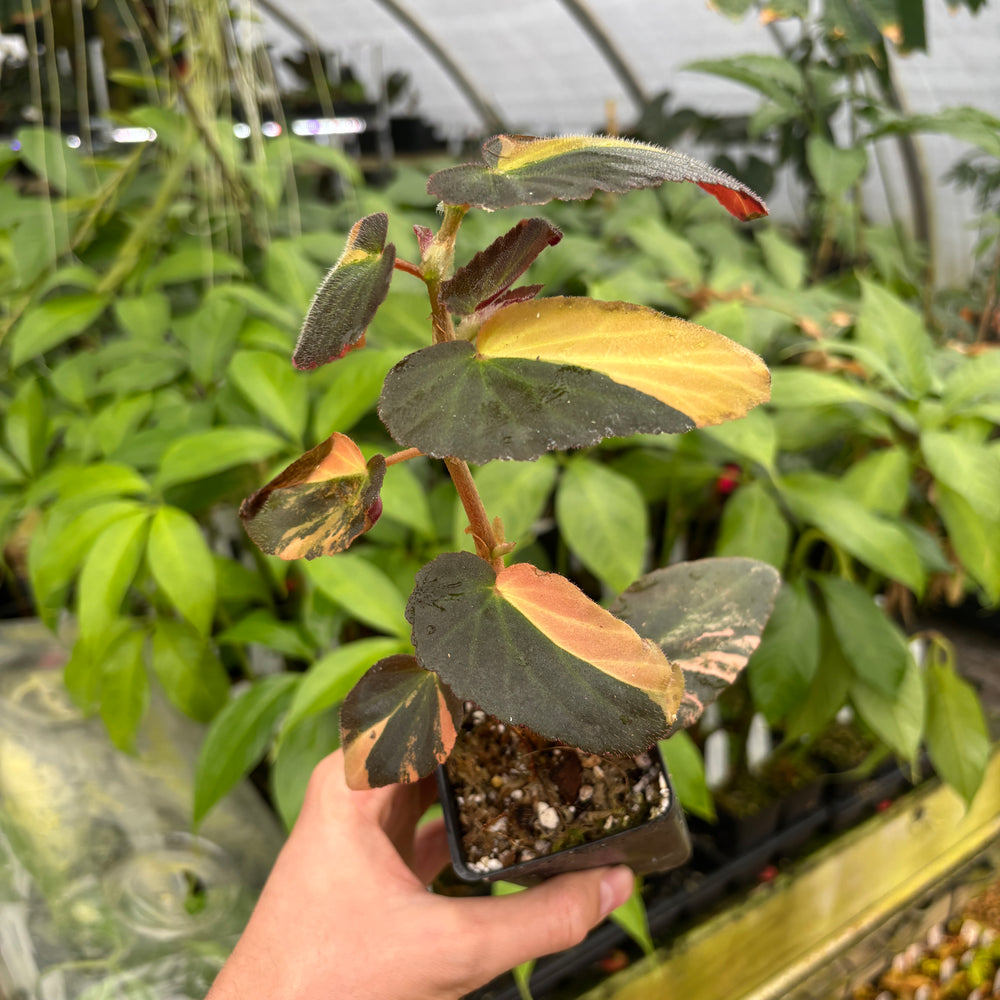 
                      
                        [A602] Begonia 'Withlacoochee' variegated
                      
                    