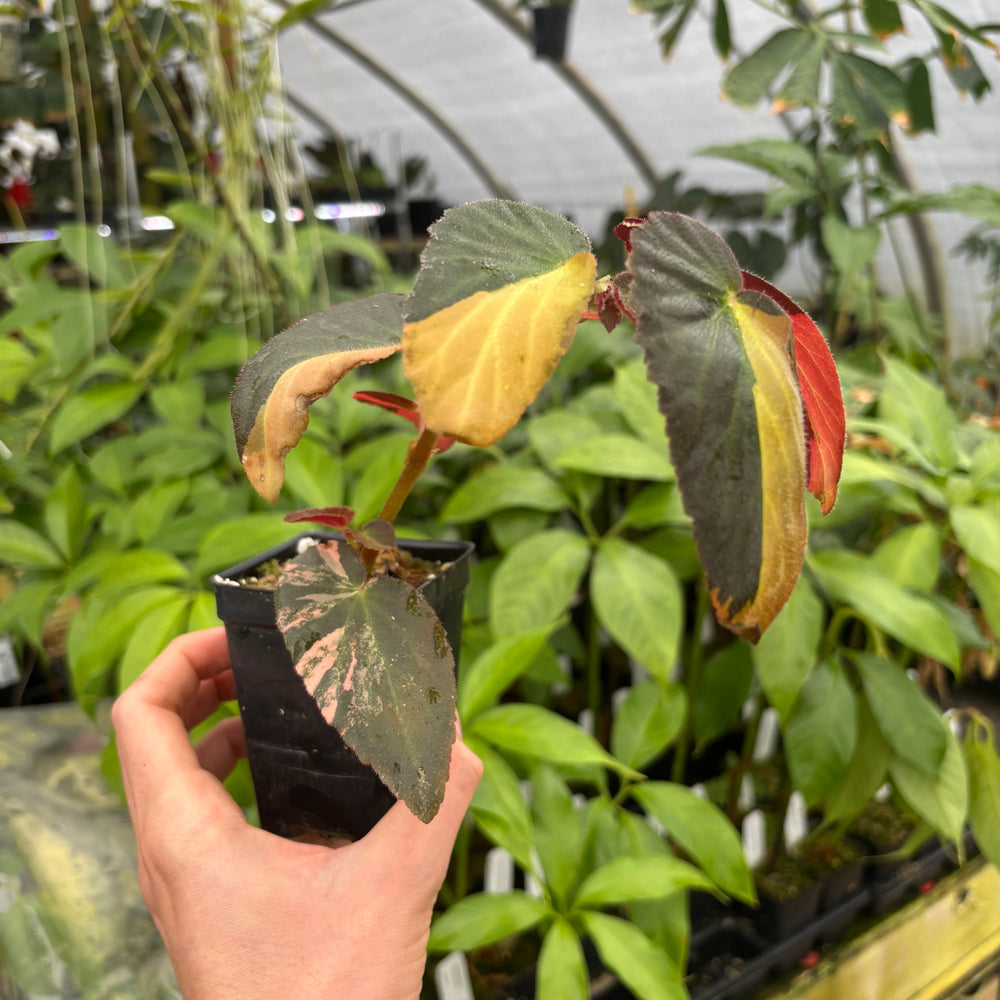 
                      
                        [A602] Begonia 'Withlacoochee' variegated
                      
                    