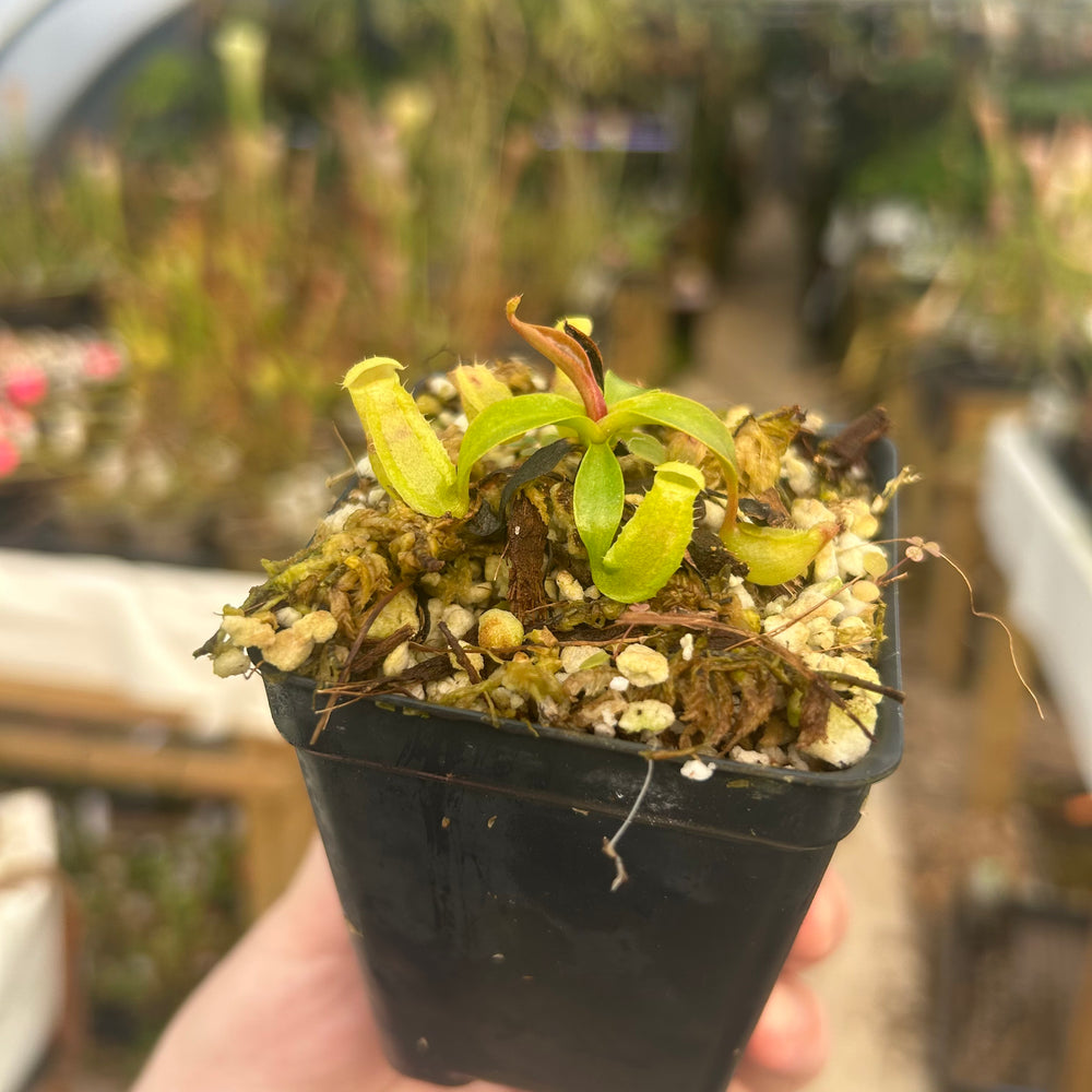 
                      
                        Nepenthes {truncata x [(lowii x veitchii) x campanulata]} x spectabilis 'ugly duckling', CAR-0592
                      
                    