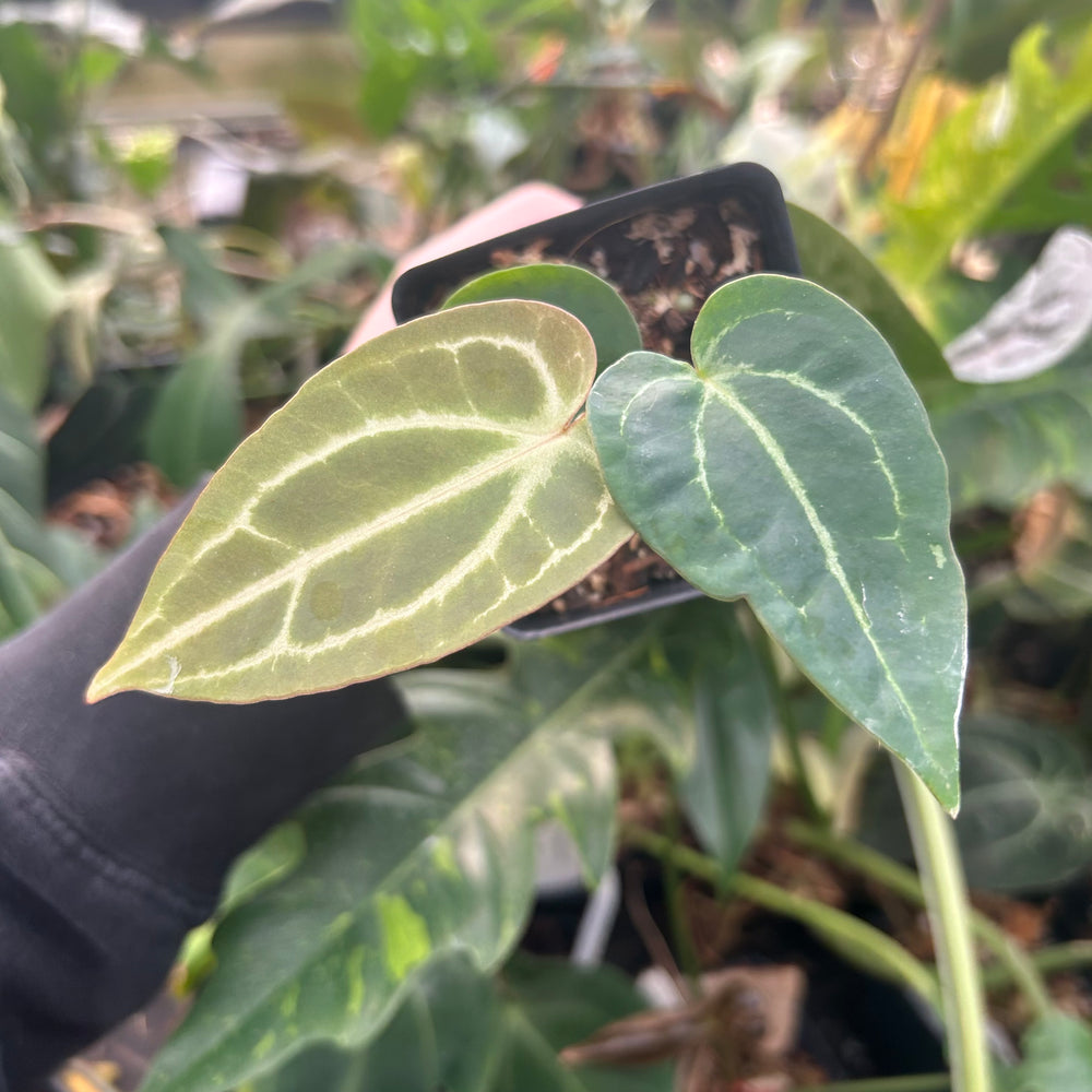 
                      
                        Anthurium 'Wonderboy' x 'Blue Magnificum', CAR-0506
                      
                    