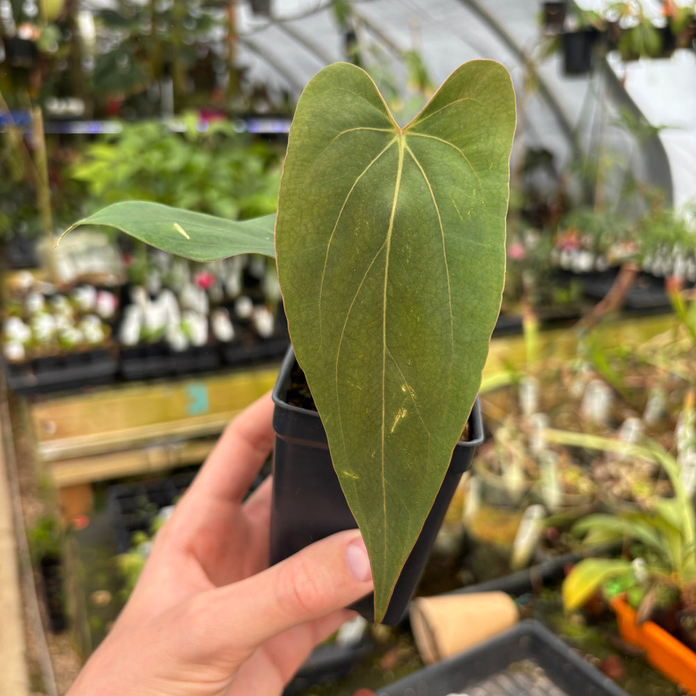 [A614] Anthurium dressleri (NSE) X papillilaminum