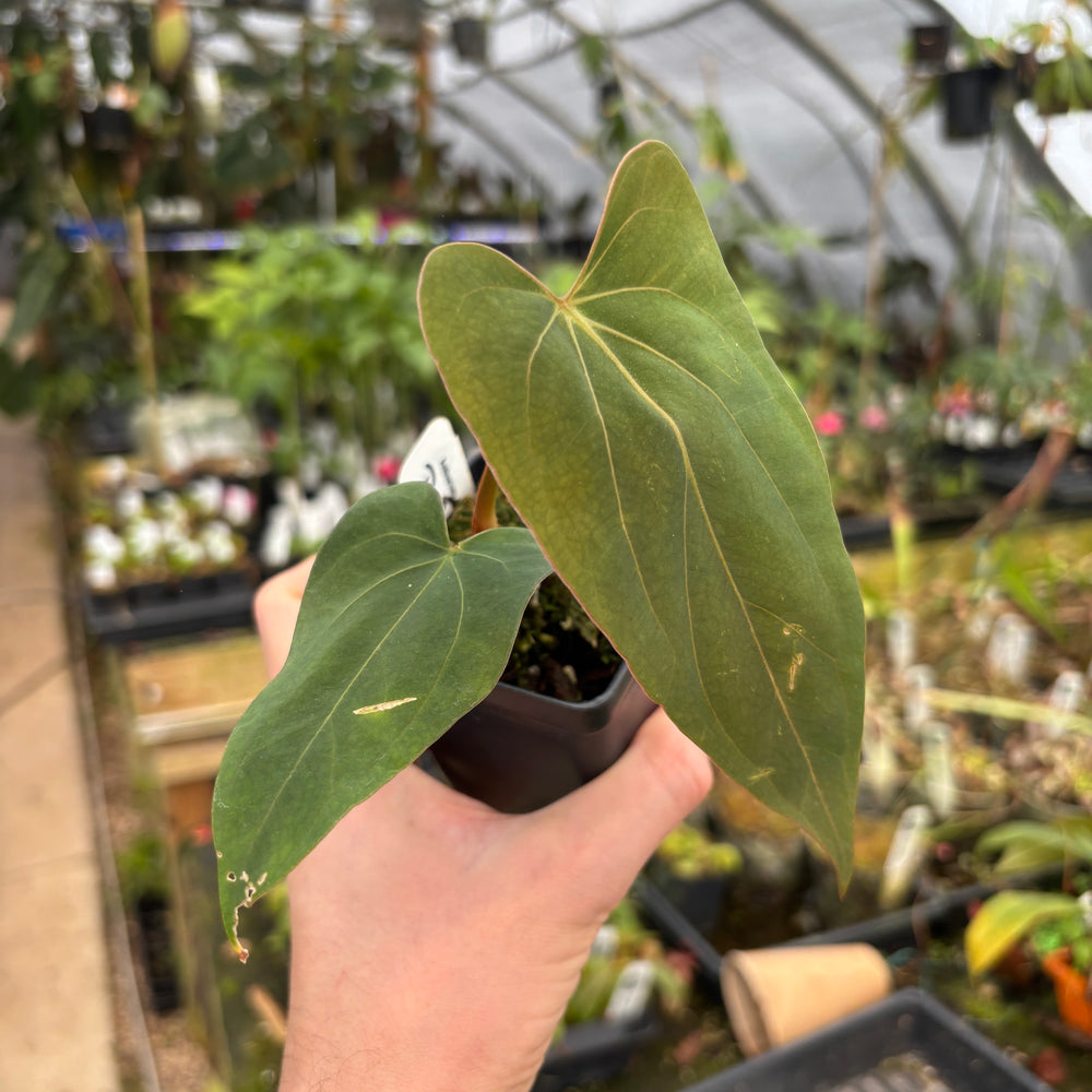 [A614] Anthurium dressleri (NSE) X papillilaminum