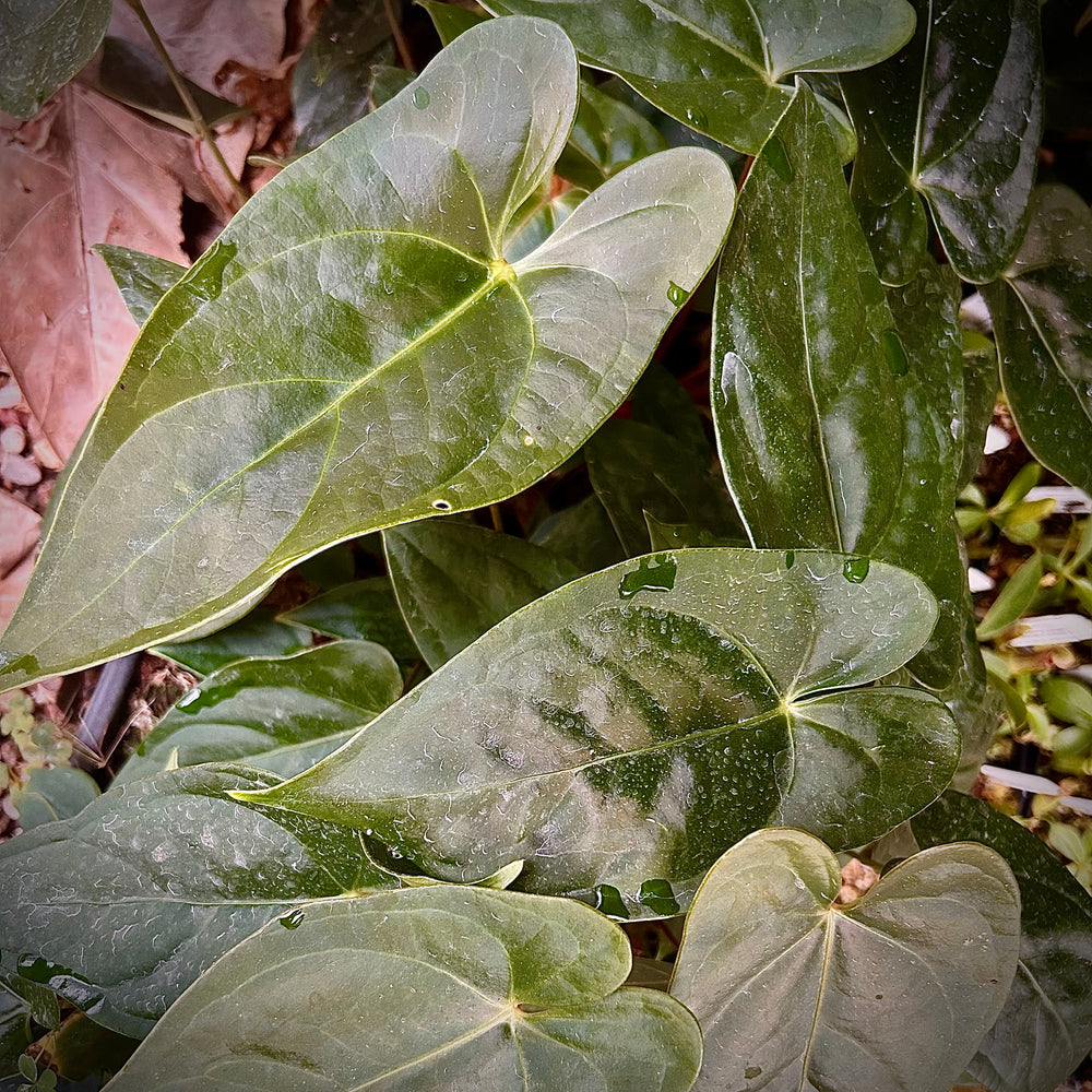 Anthurium regale x nigrolaminum 